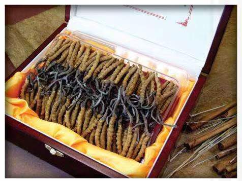 嘉陵冬虫夏草回收